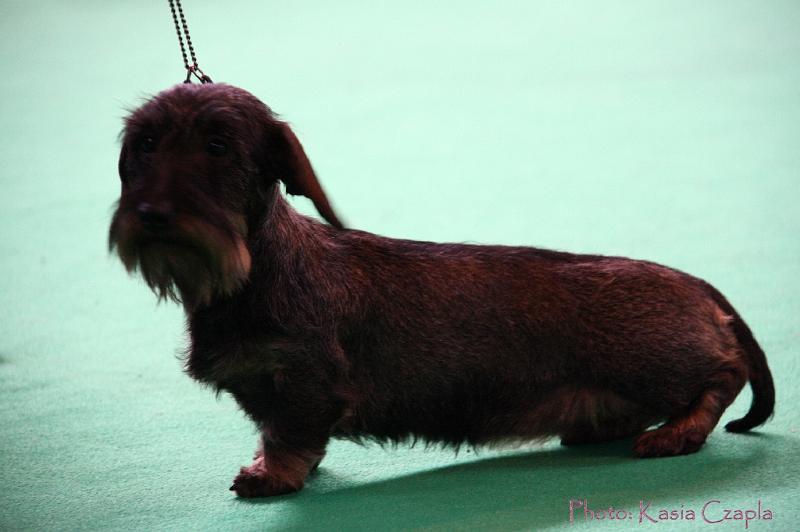 Crufts2011_2 998.jpg